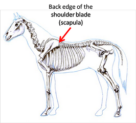 Locating the back edge of the scapula during saddle fitting